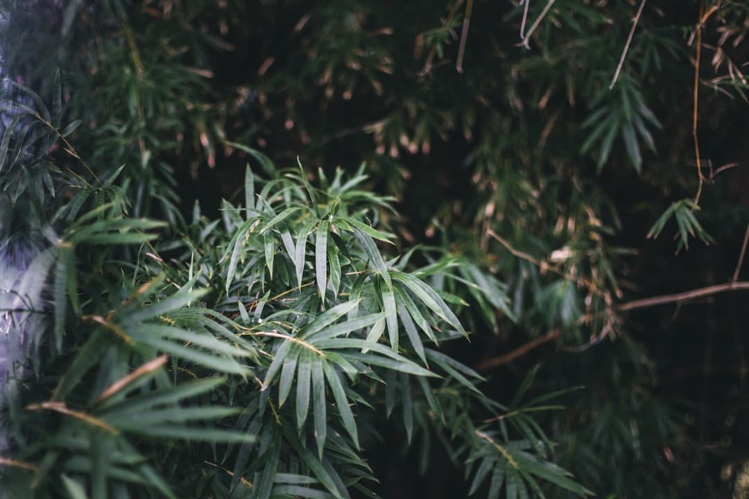 Close-up of dense green cannabis flower buds with visible trichomes