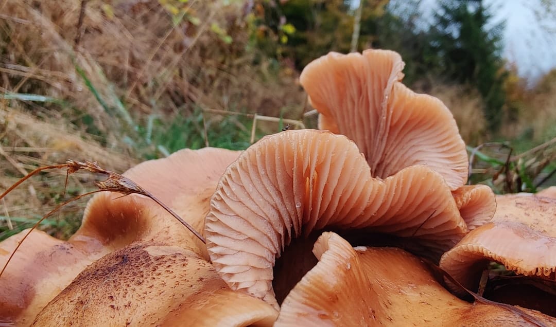 Group of golden mushrooms growing naturally on a forest floor