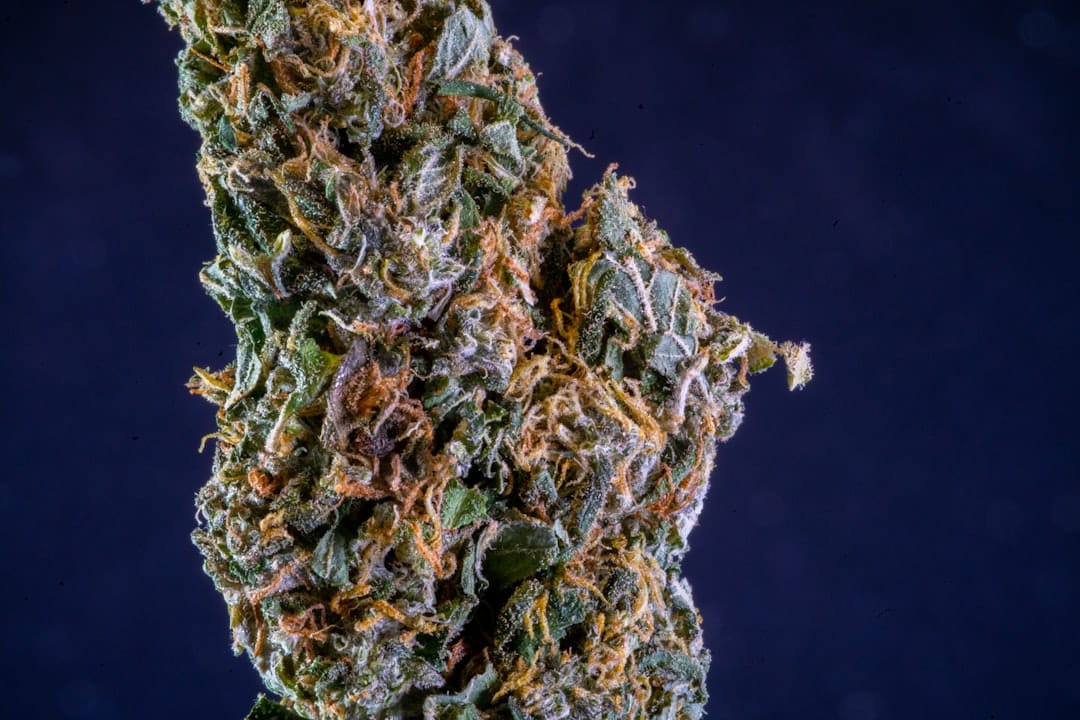 Close-up of cannabis buds showing trichomes and flower structure