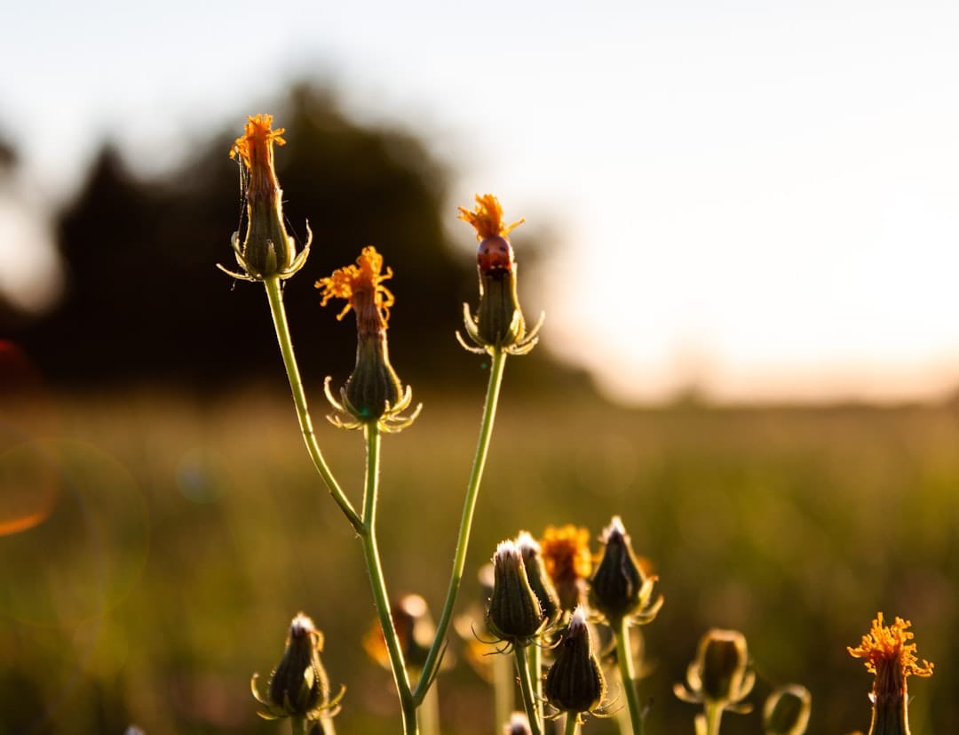 Wildflowers blooming in warm golden hour sunlight representing the gentle warmth of a Golden Teachers mushroom experience