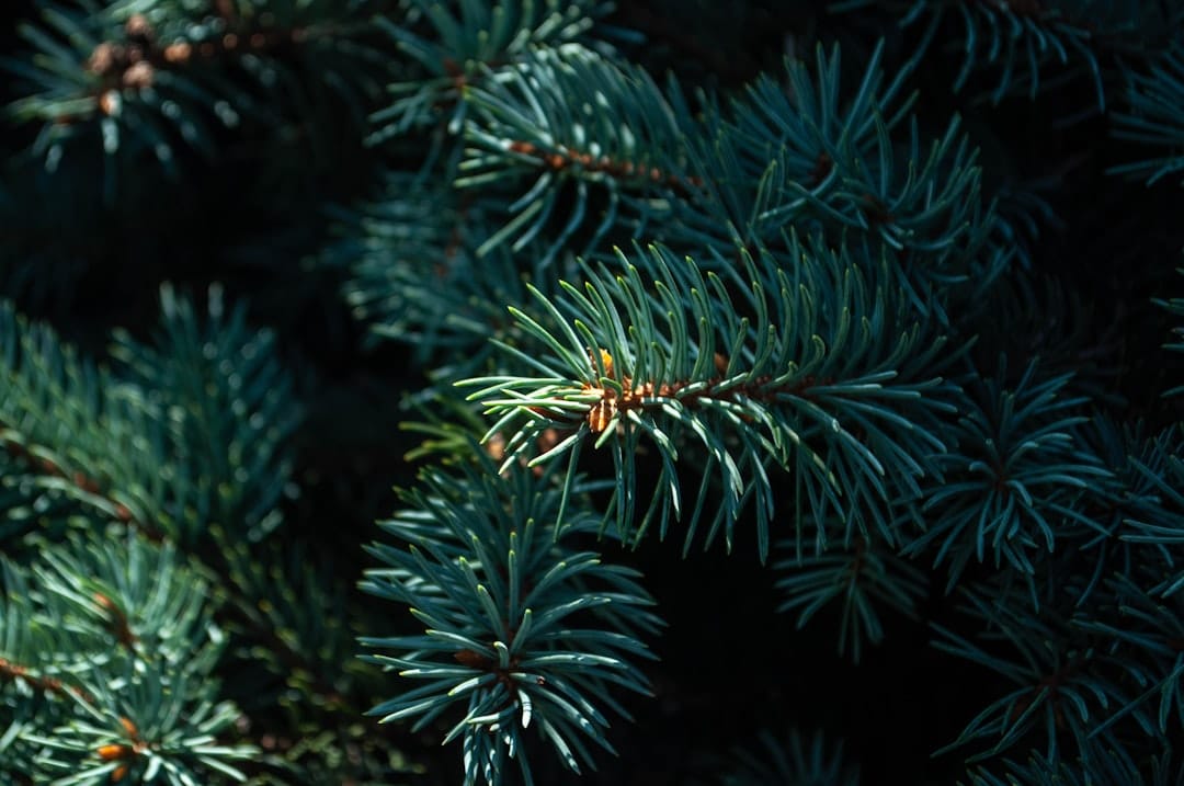 Close-up of blue-green pine needles evoking the pine terpene profile of Pink Fuego LSO