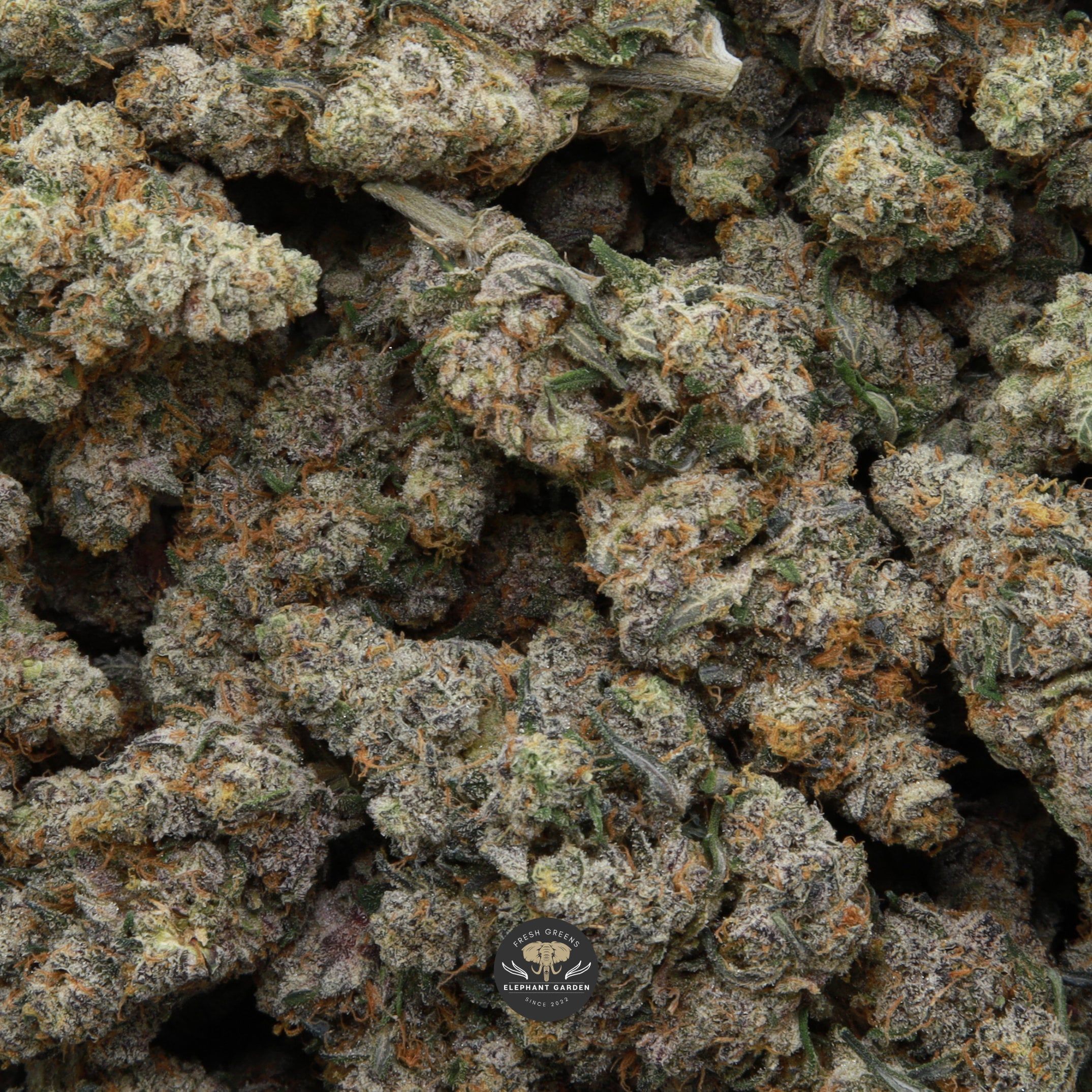 Bag of Sunset Sherbert Elephant Garden