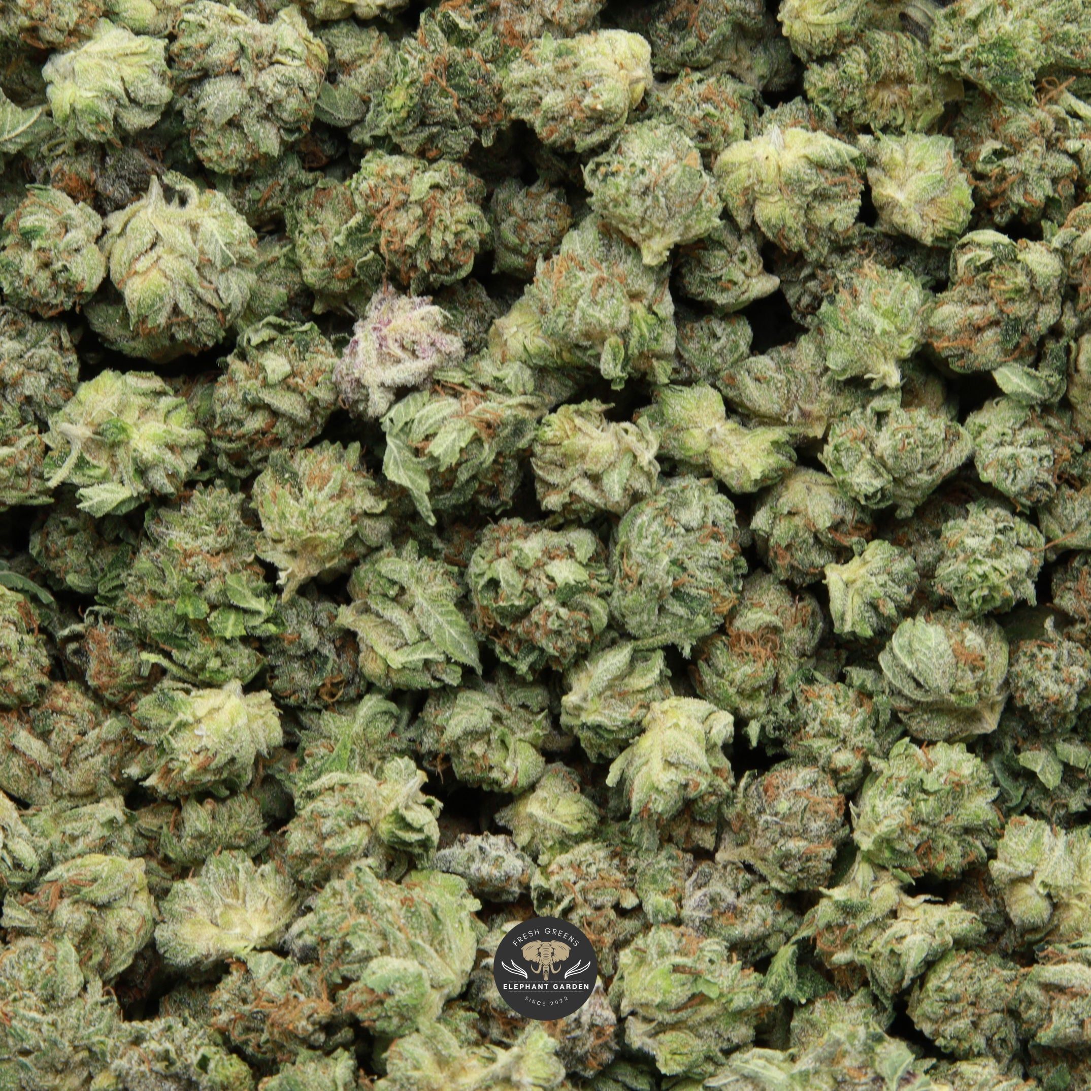 Bubba OG Elephant Garden April 2026