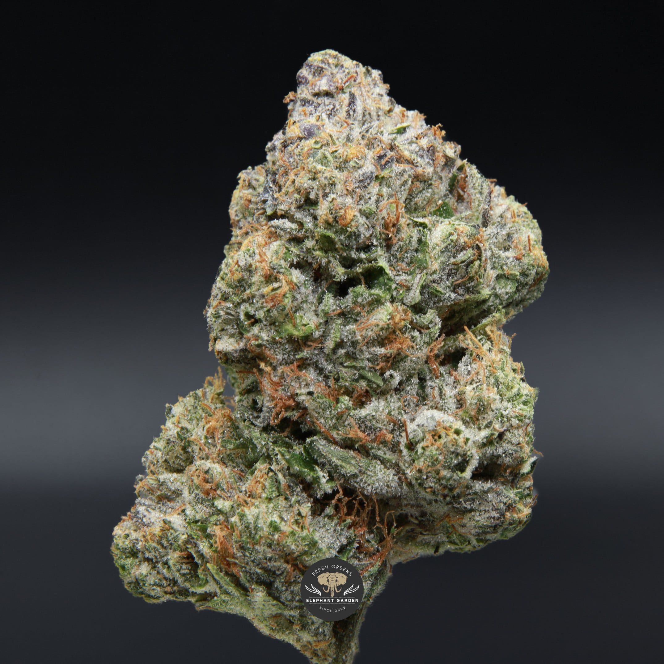 Coastal Pink Elephant Garden April 2026