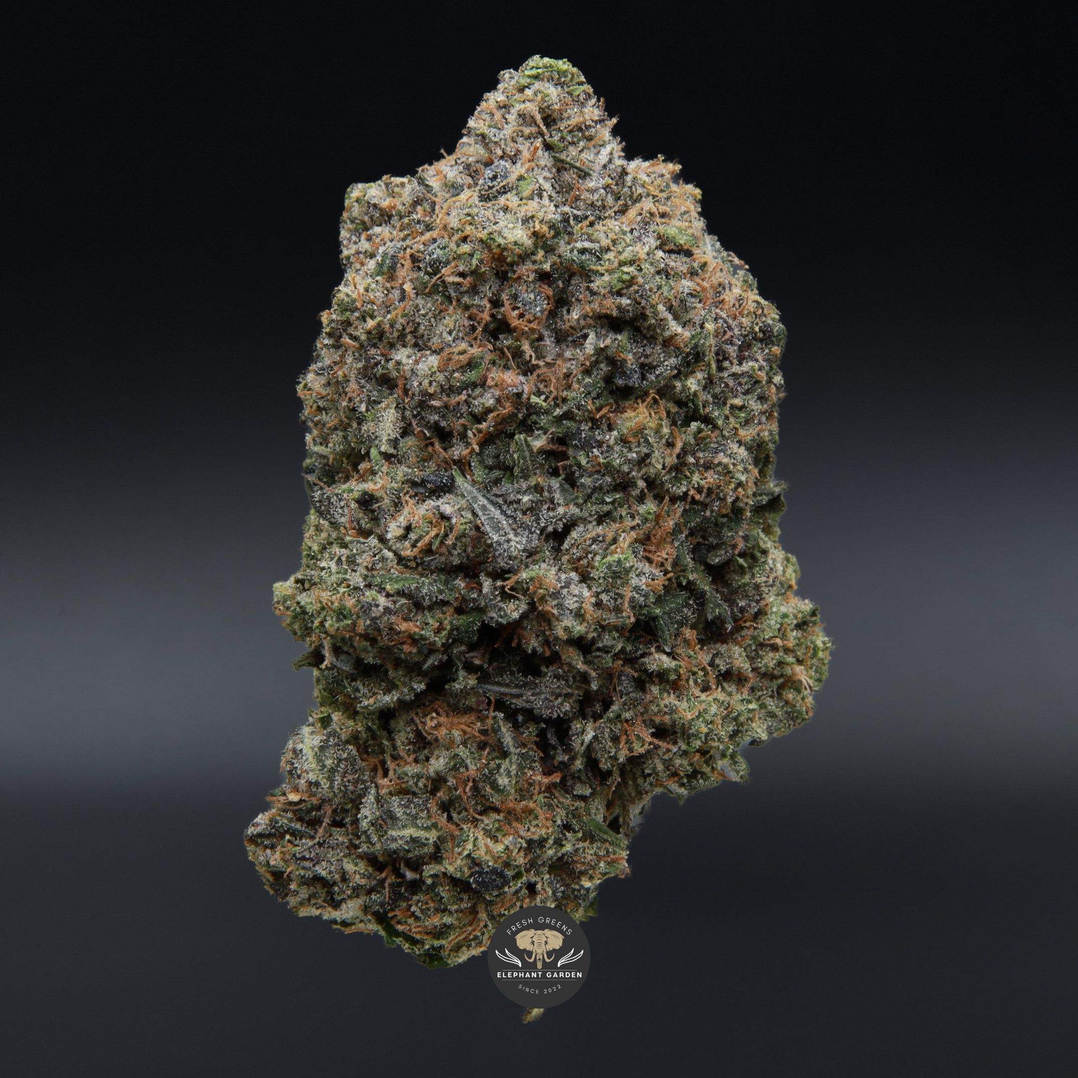 Death master april 2026 elephant garden