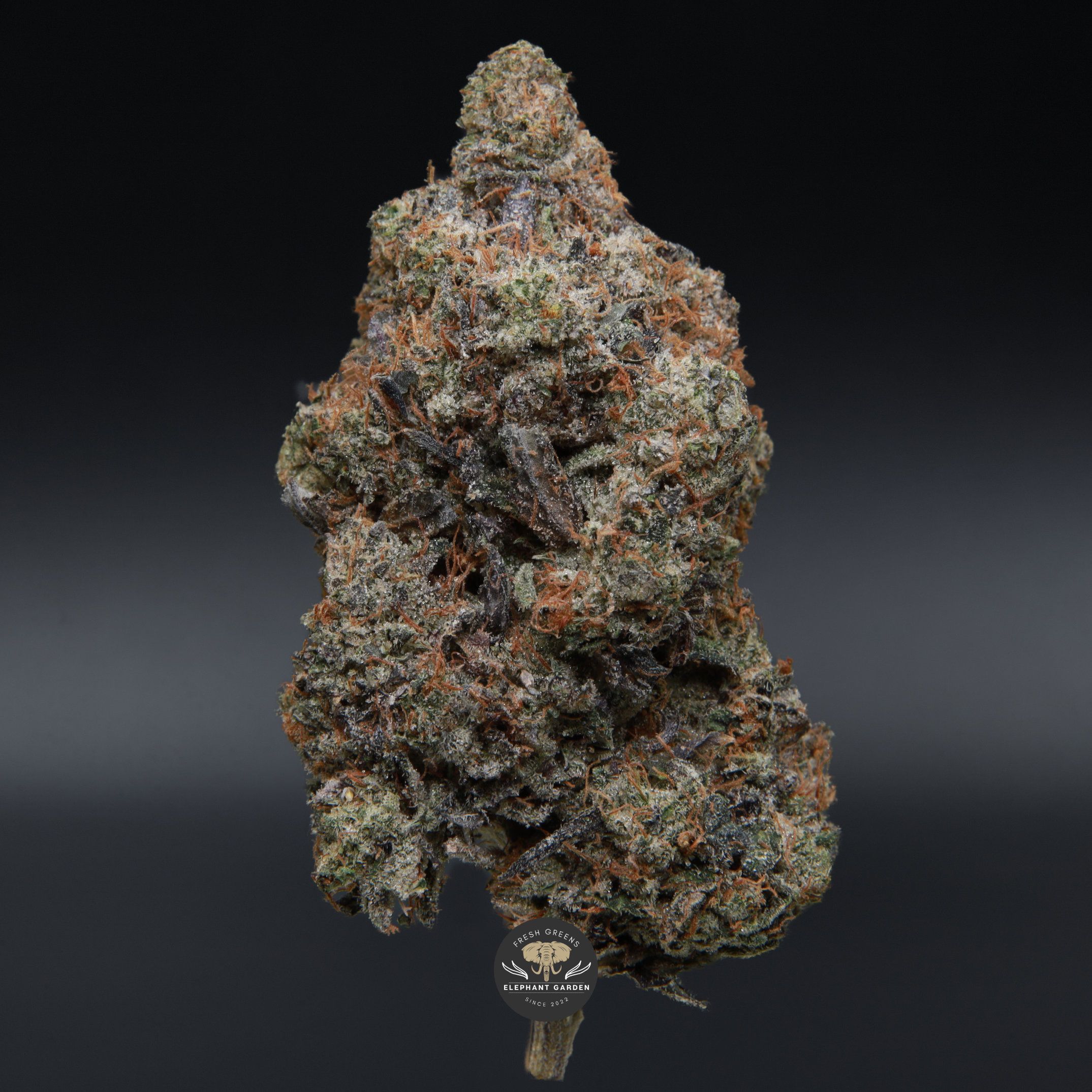 El Jefe close up elephant garden april 2026