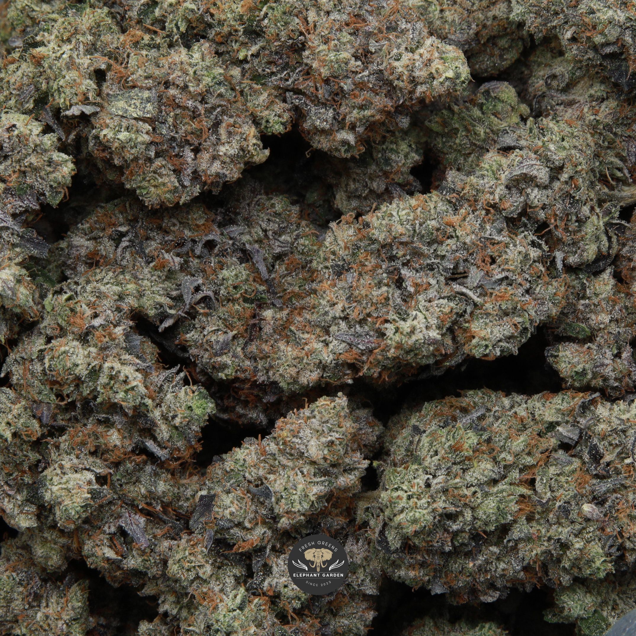 El Jefe elephant garden april 2026