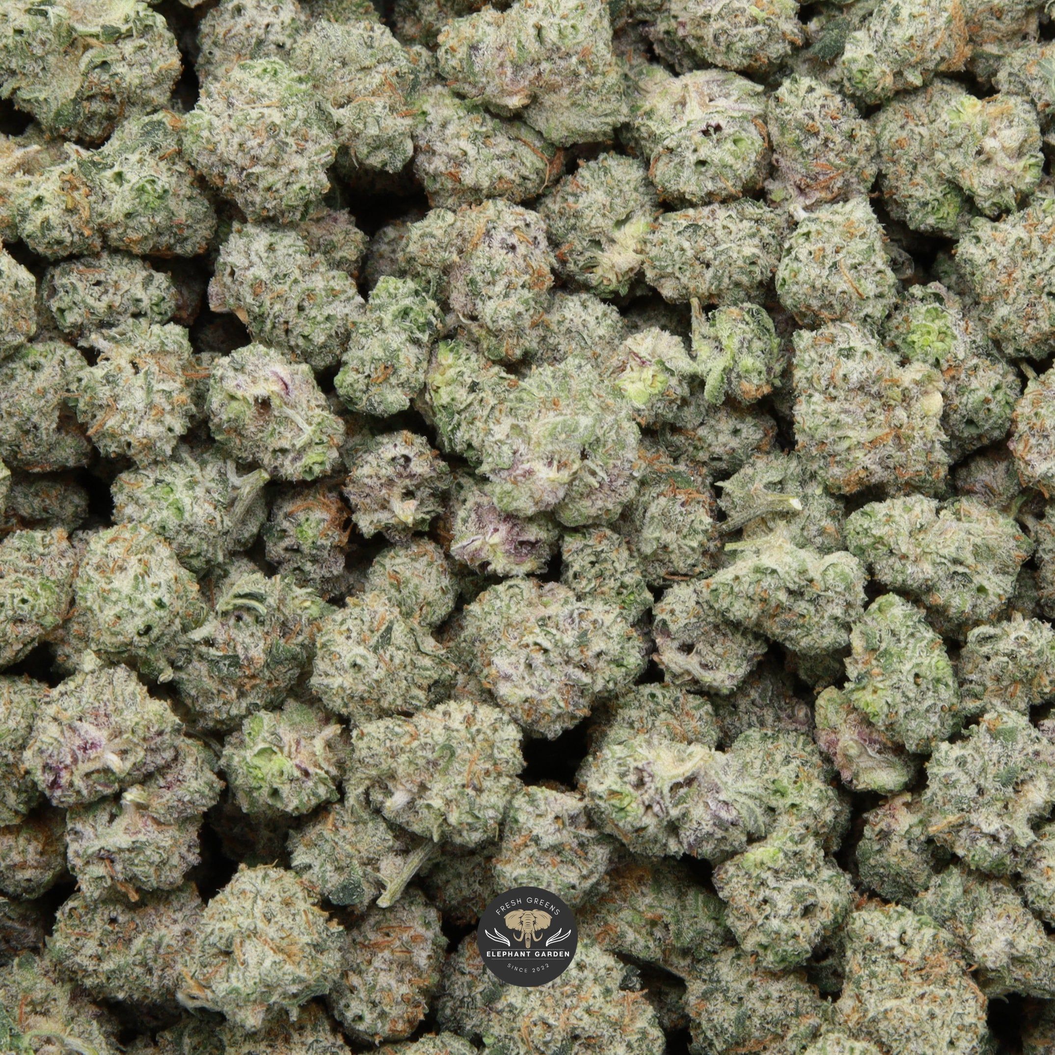 Galactic Gas Popcorn Elephant Garden April 2026