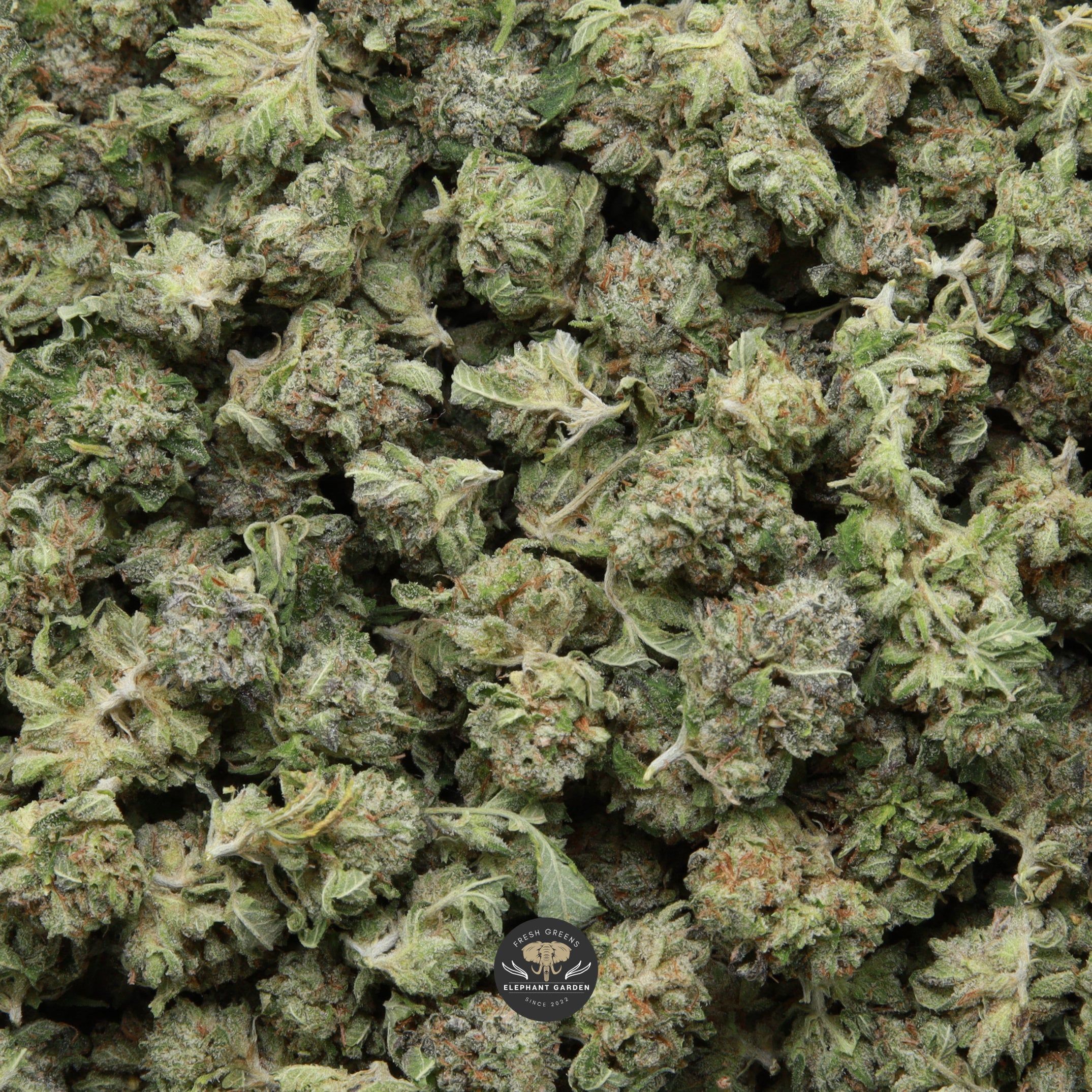 Motor Breath Popcorn Elephant Garden April 2026