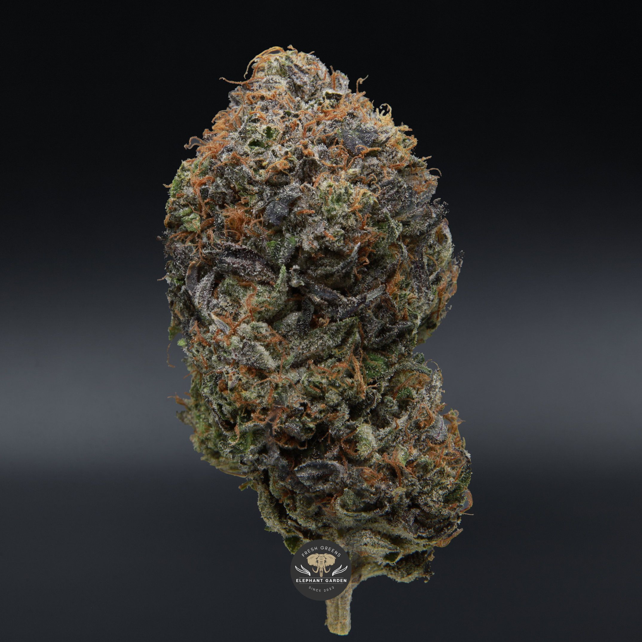 Pink Death bud elephant garden april 2026