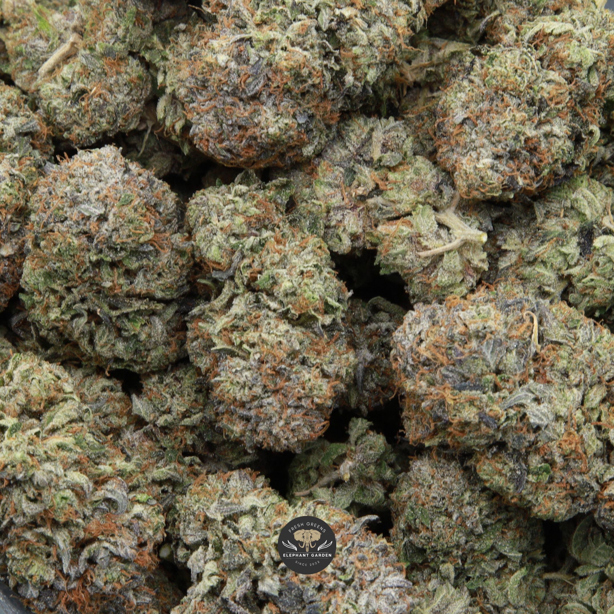 Pink Death multiple buds elephant garden april 2026