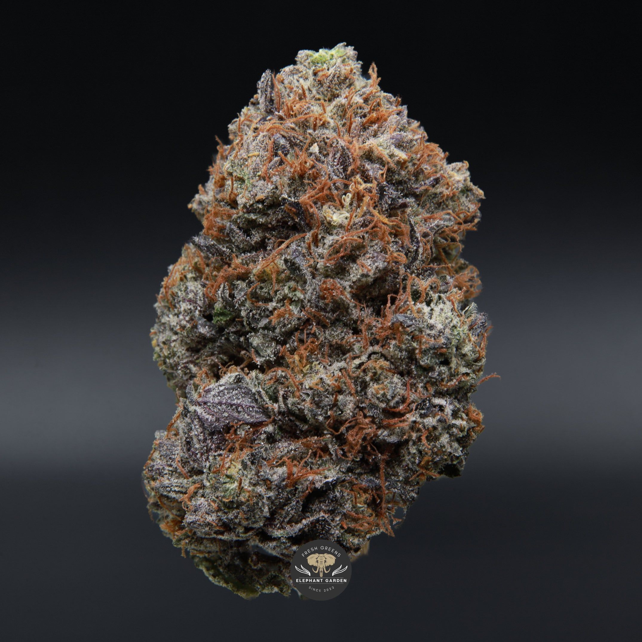 Pink Gasoline april 2026 elephant garden