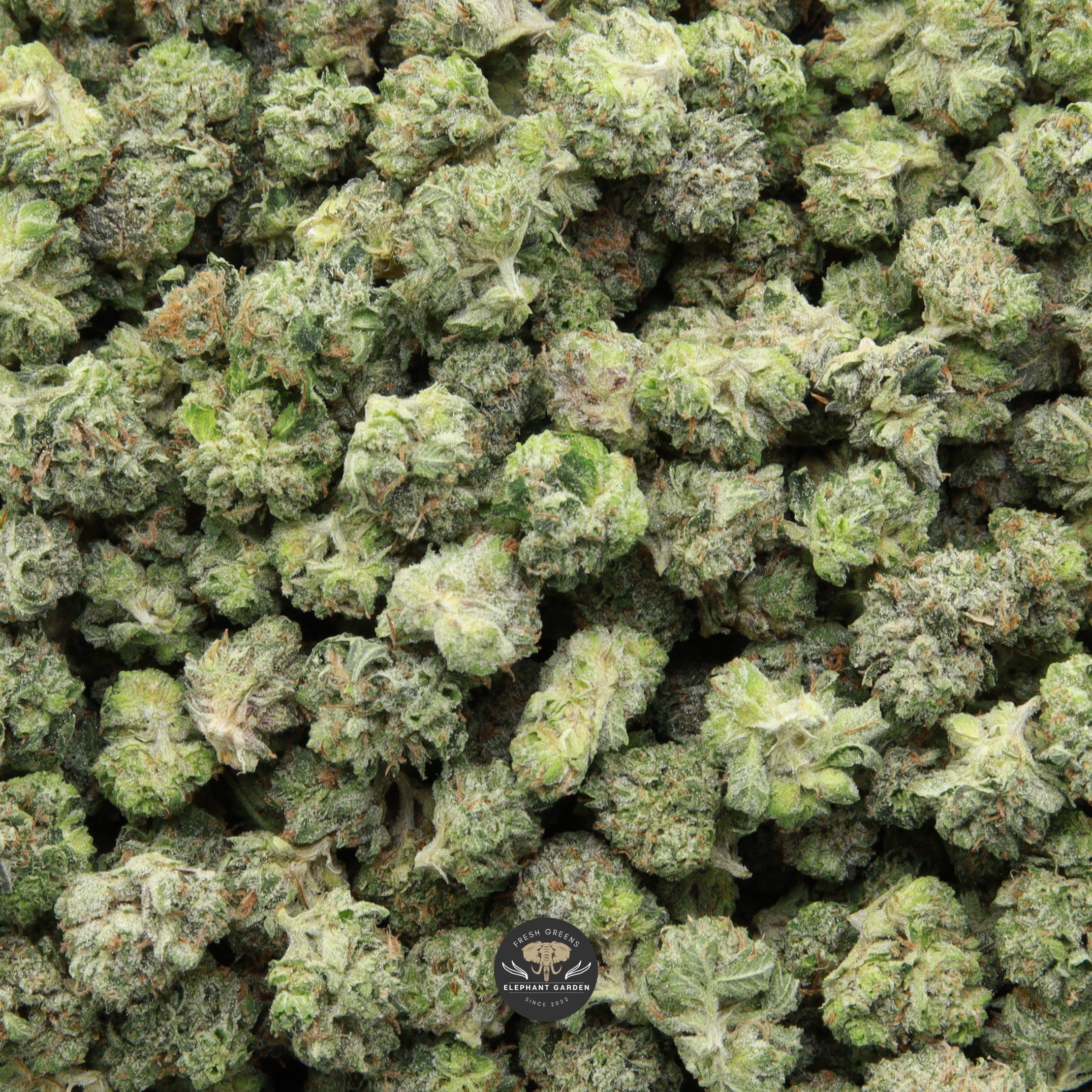 Pink Kush Popcorn Elephant Garden April 2026