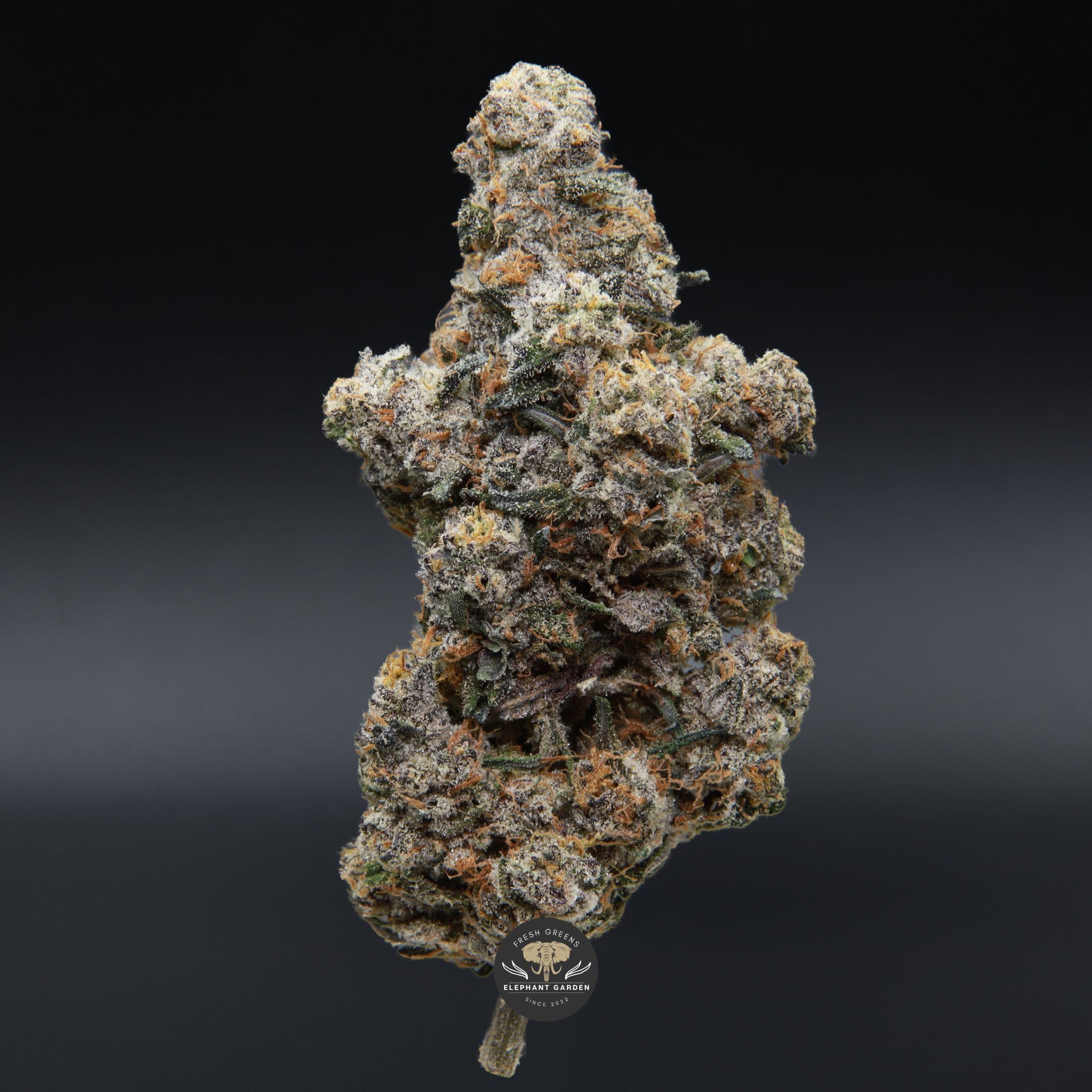 Sunset Sherbert Elephant Garden April 2026