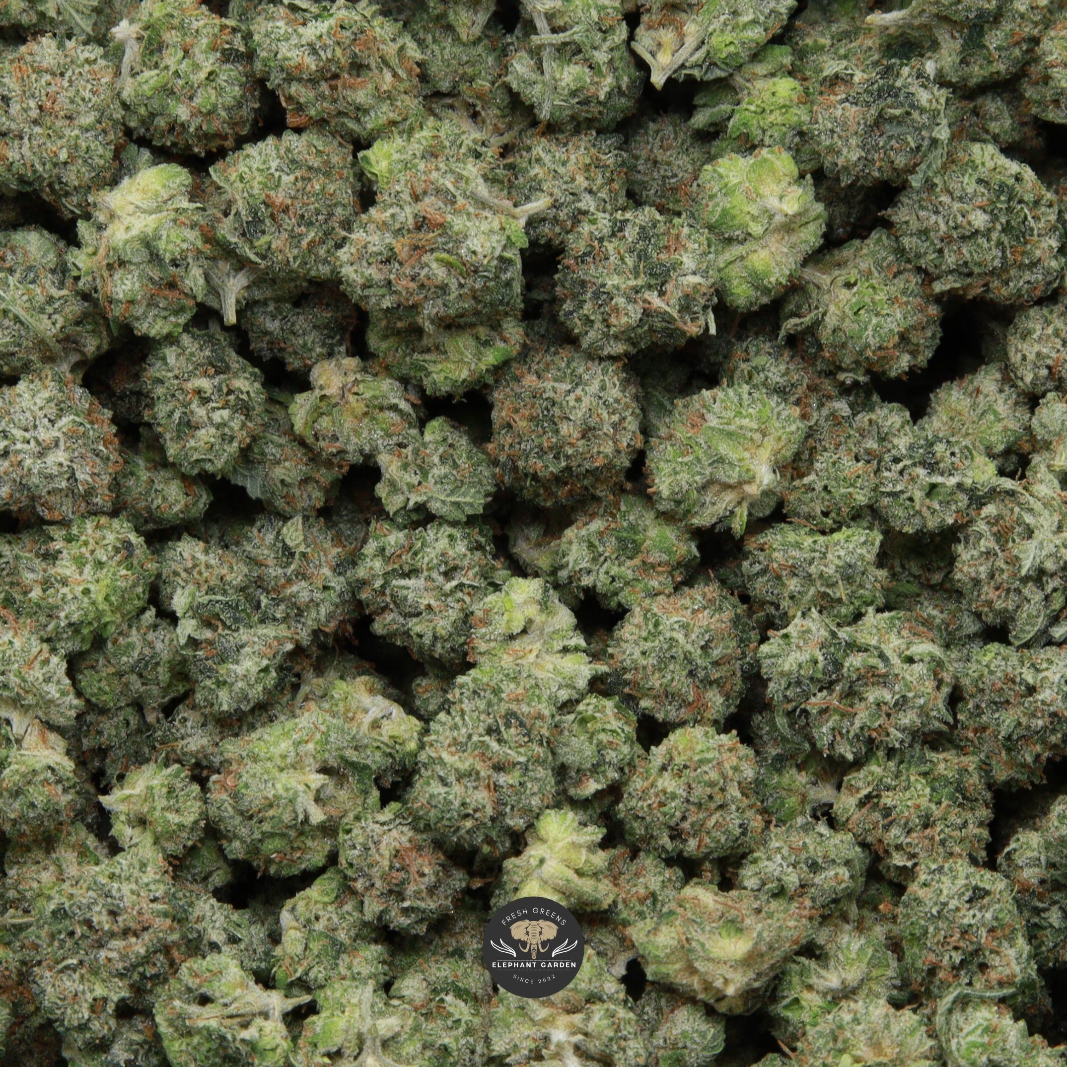 White Death Popcorn Elephant Garden April 2026