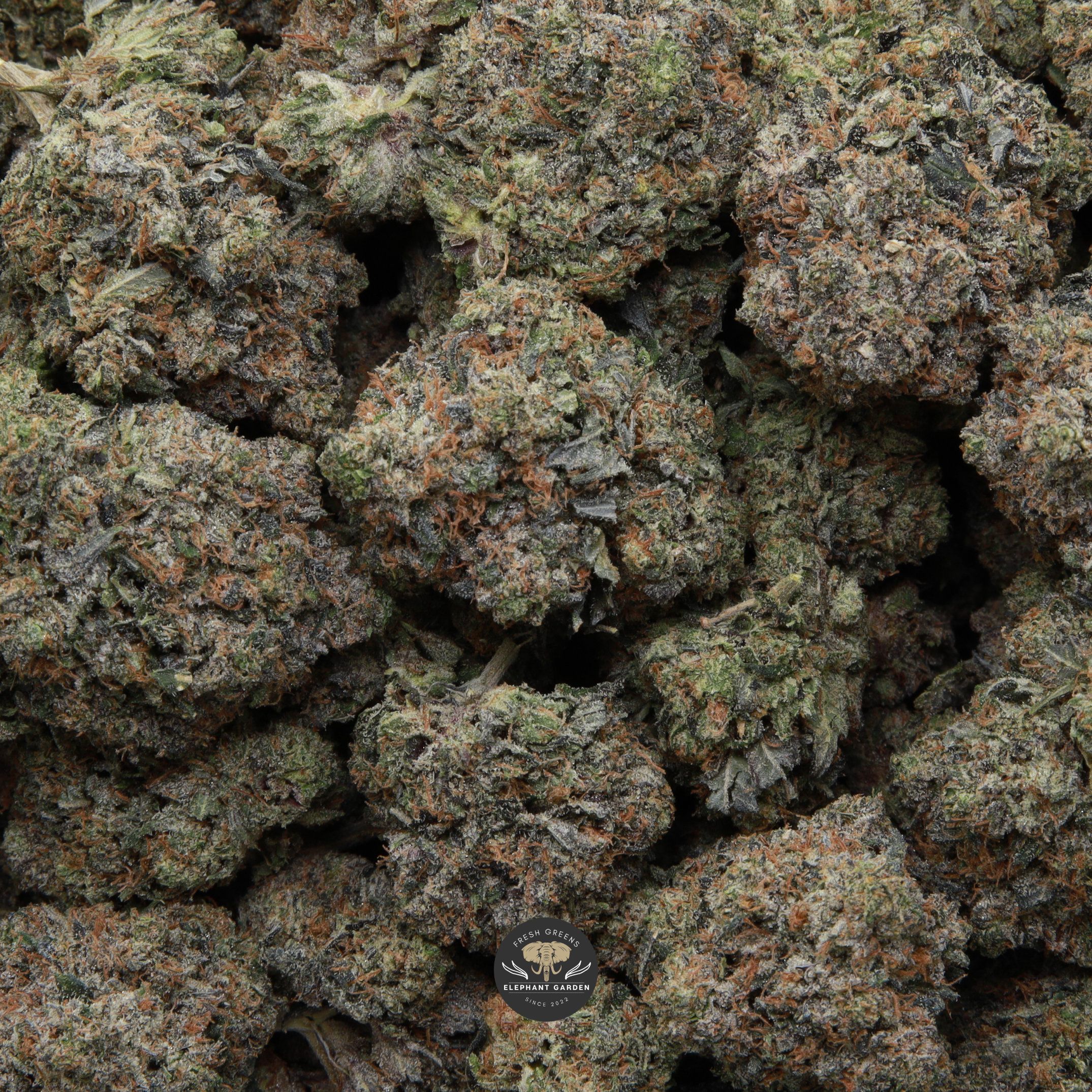 Death Master AAA+ - Image 2