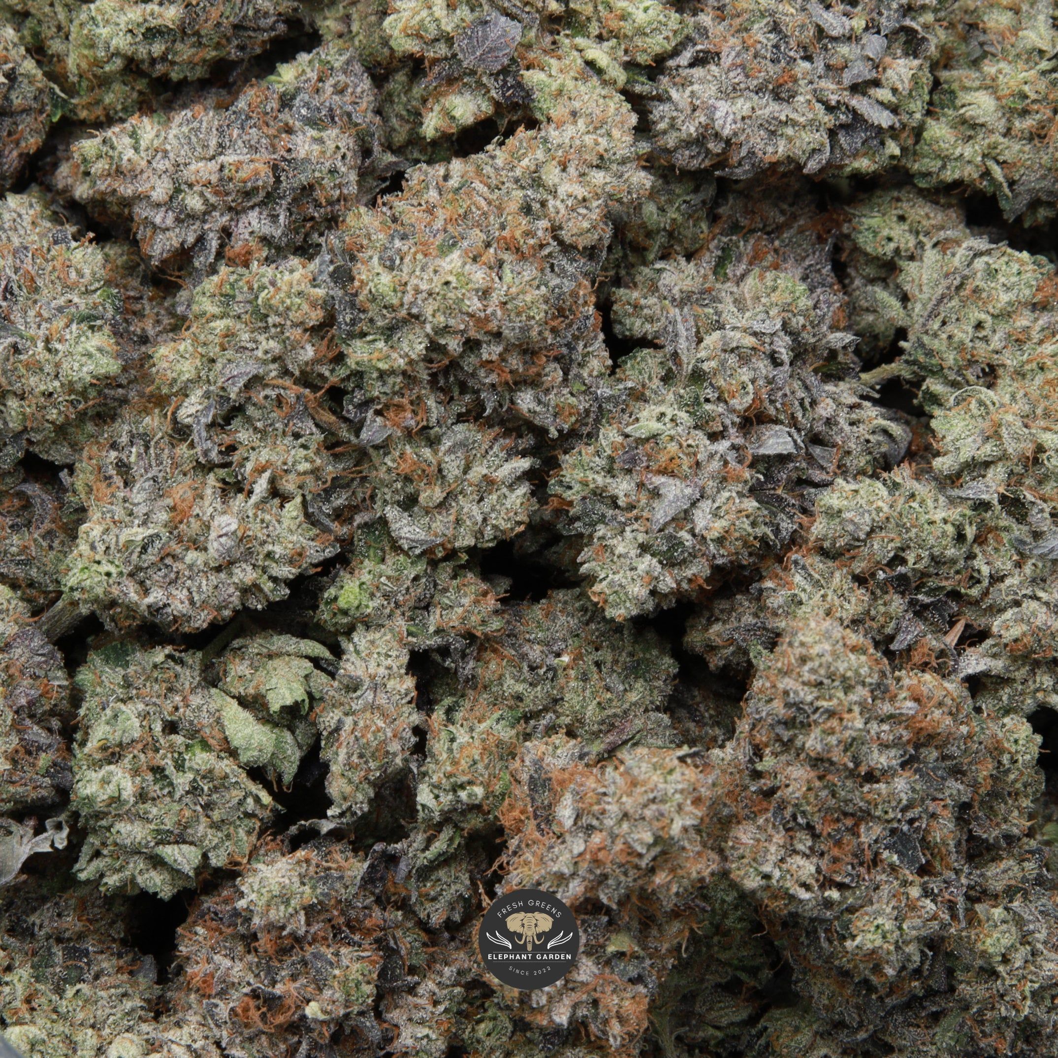 bag of death walker april 2026 elephant garden