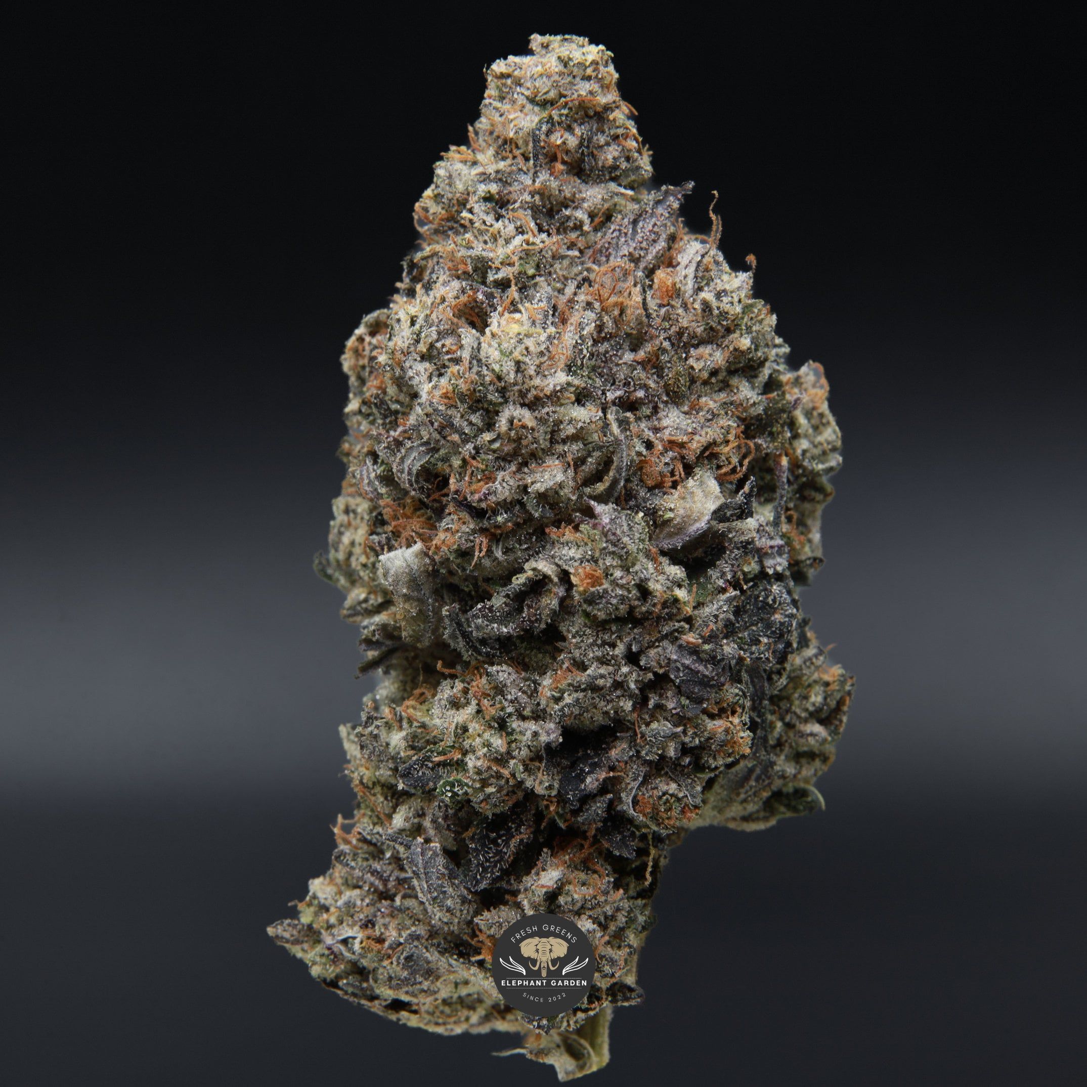 death walker april 2026 elephant garden