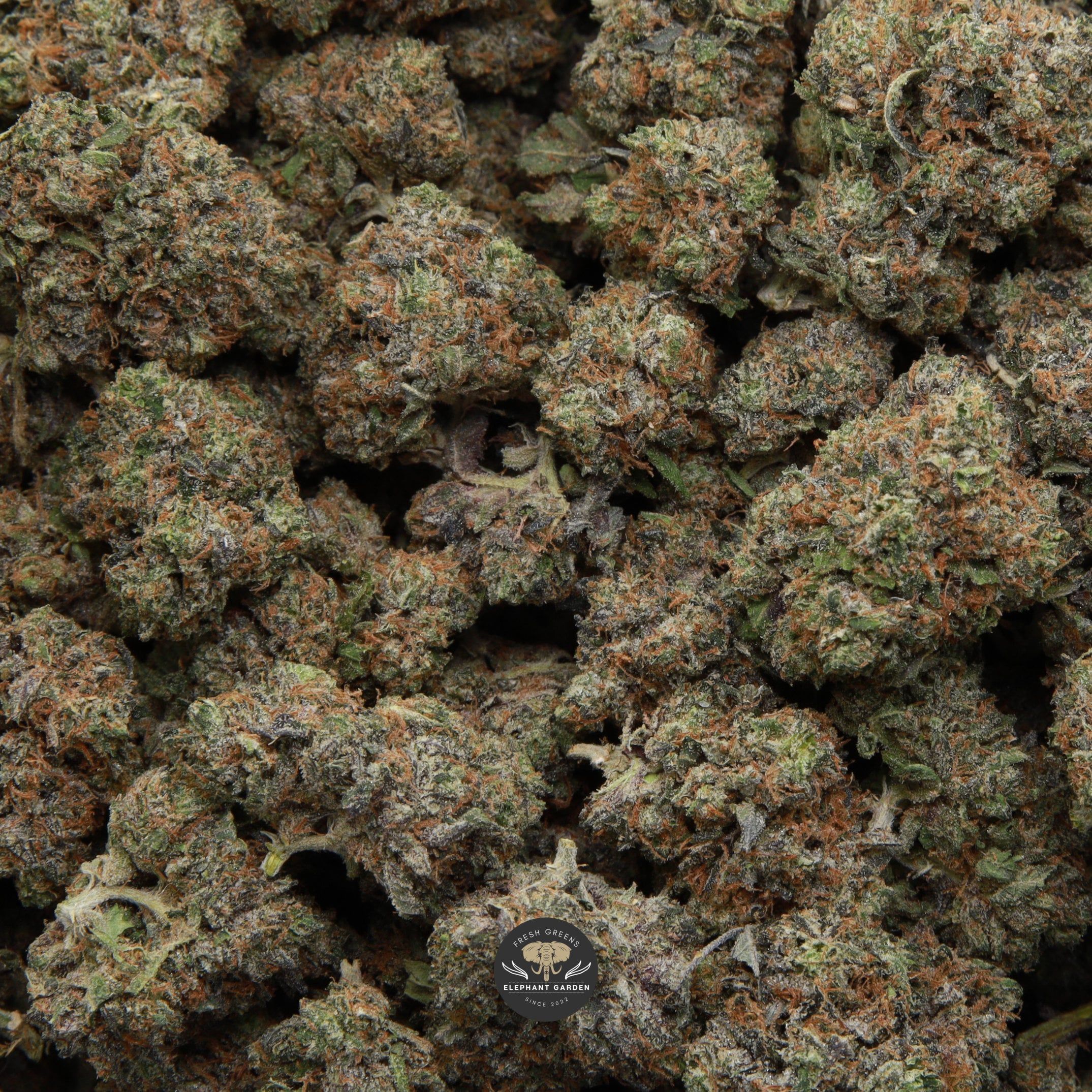 pine tar elephant garden april 2026