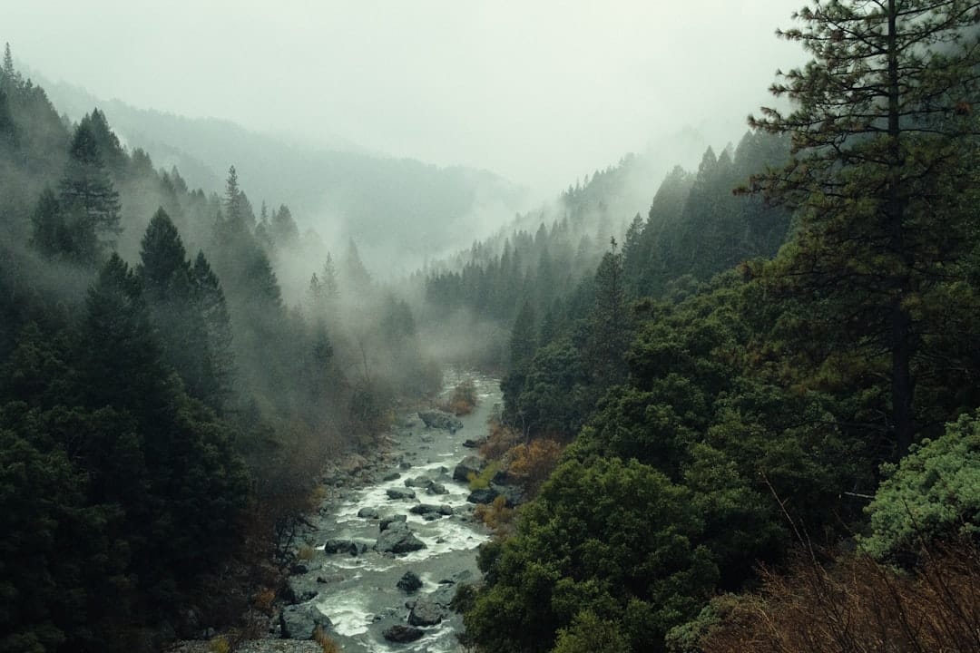Aerial view of dense redwood forest canopy in Northern California similar to Humboldt County cannabis growing region