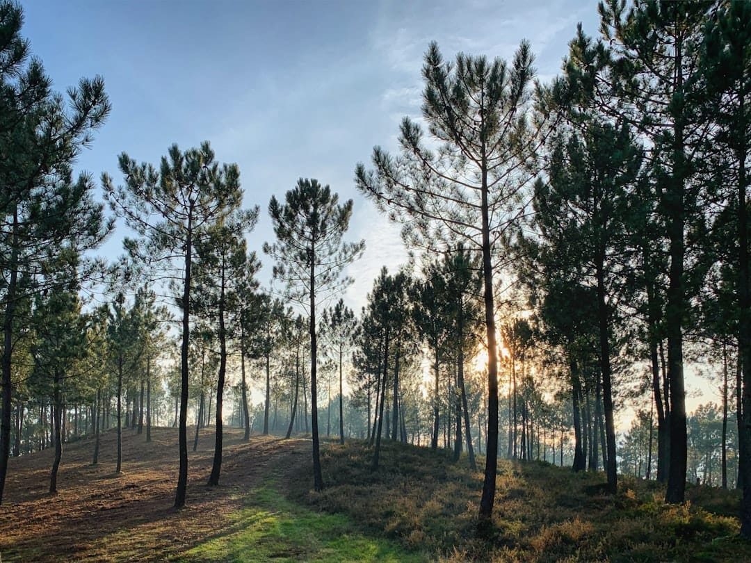 Tall pine trees in a sunlit forest clearing representing the pinene and natural terpenes found in cannabis