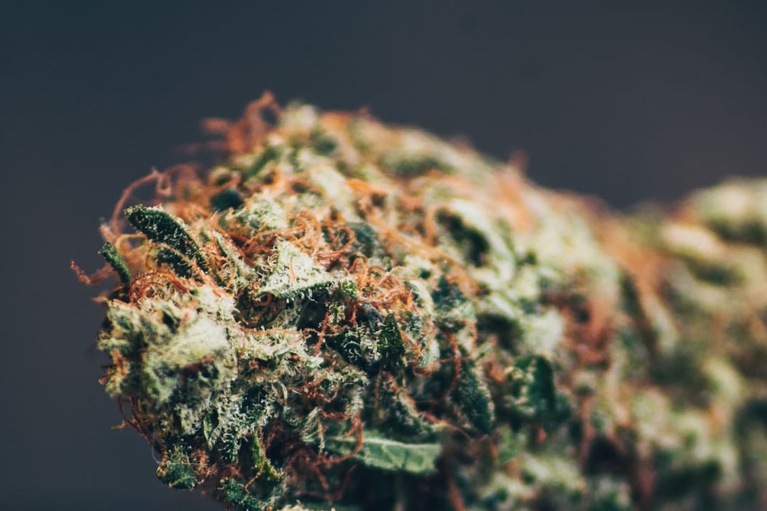 Dense cannabis indica bud showing frosty trichomes typical of the Rock Tuna strain