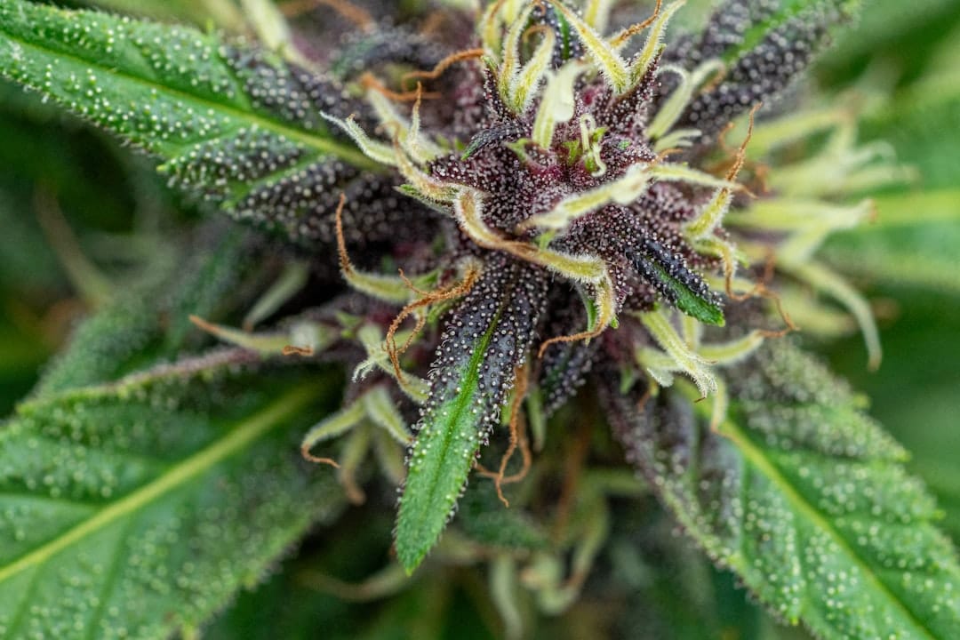 Purple cannabis indica bud with dense trichomes