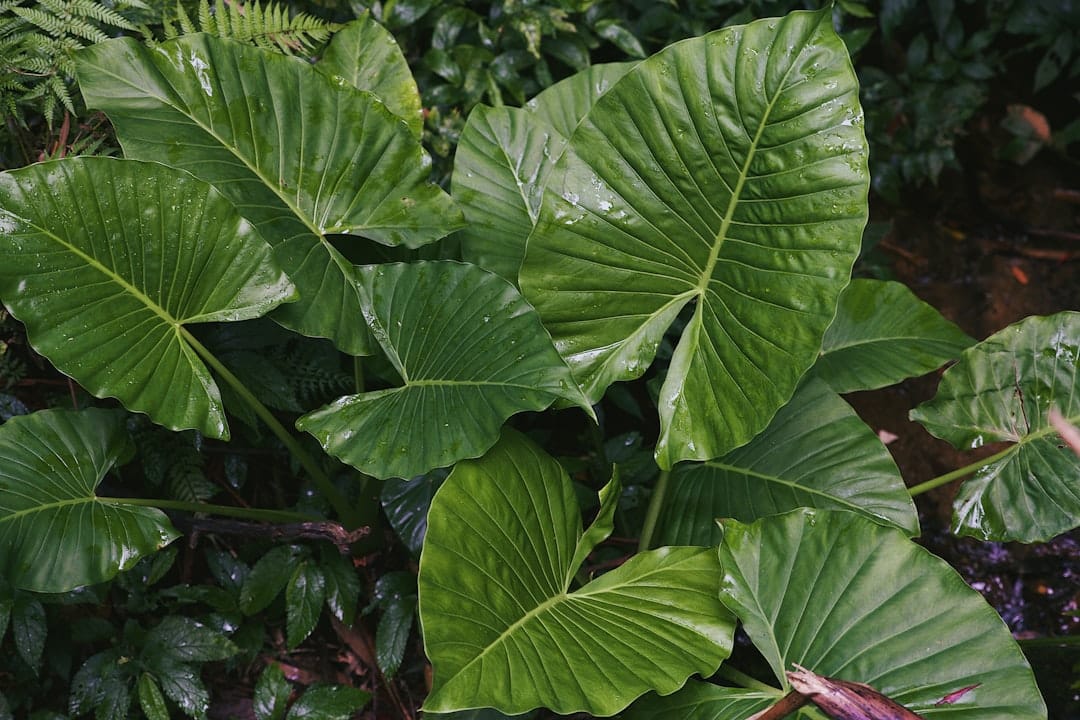 Lush diverse tropical plant leaves representing hybrid cannabis genetics