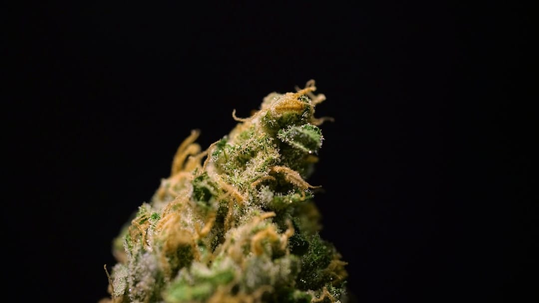 Close-up of dense green cannabis indica buds with visible trichomes