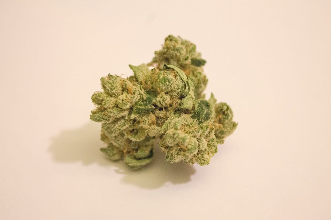 Small cannabis popcorn buds showing dense trichome coverage