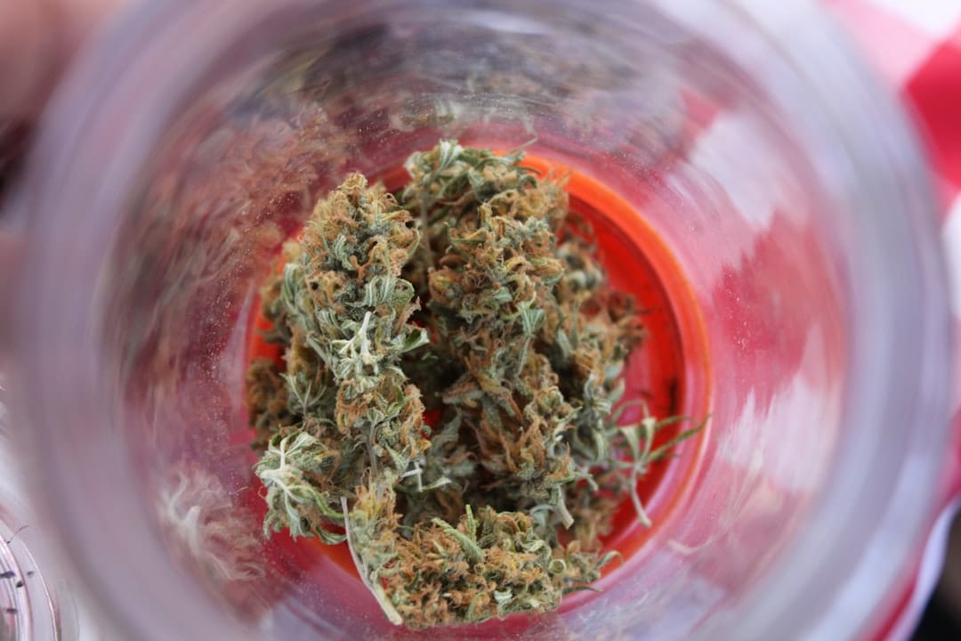 Close up macro of a cannabis bud showing dense trichomes — the same glands that produce potency in popcorn buds and smalls