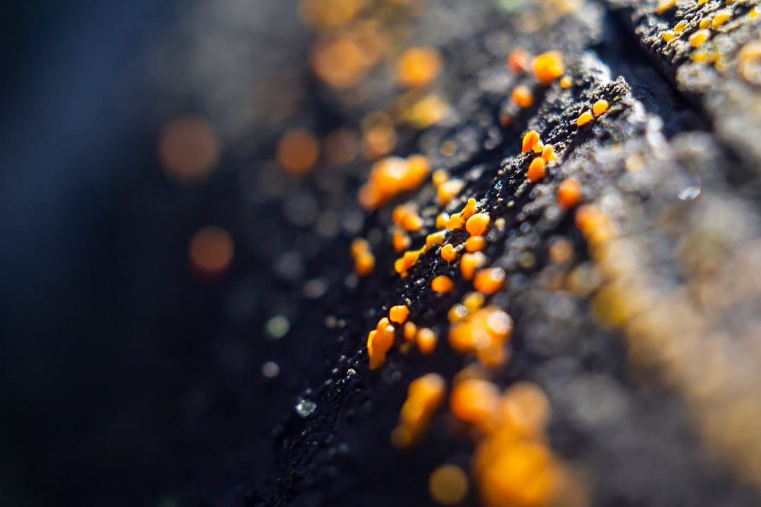 Golden amber resin droplets on wood surface similar to premium solventless blonde hash