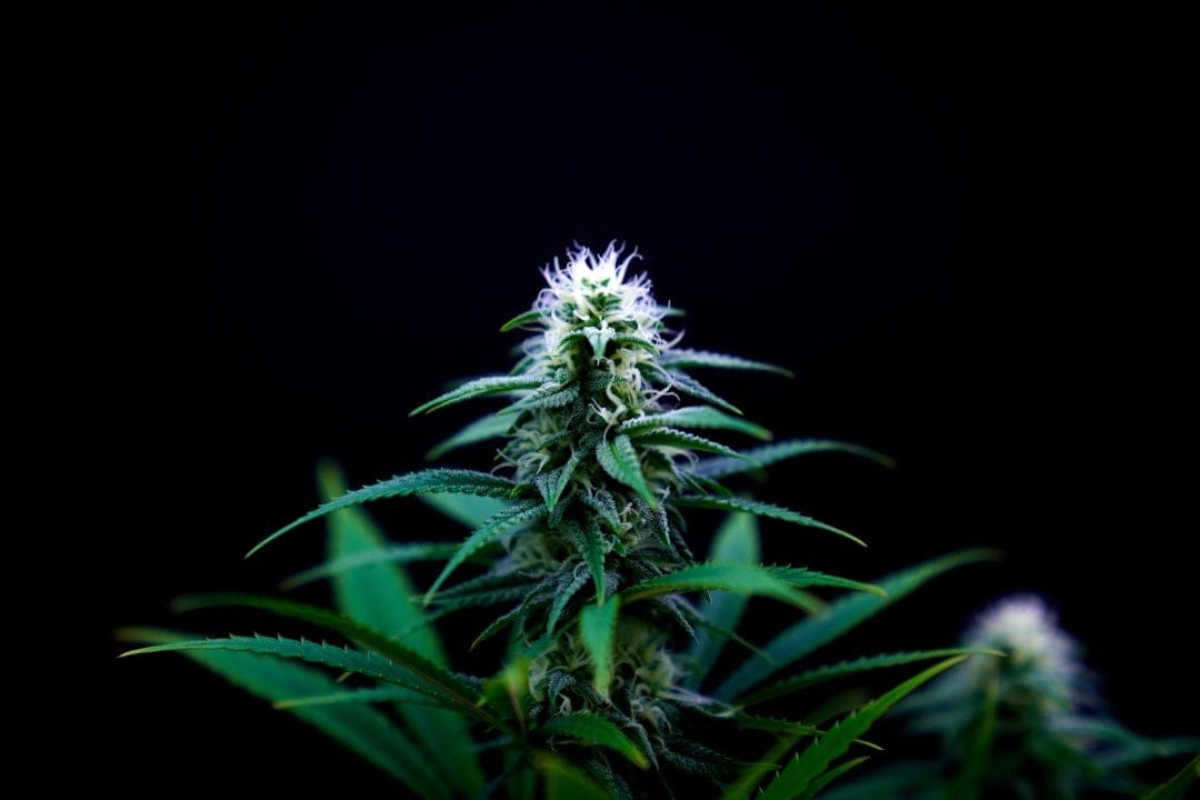 Cannabis plant bud against dark background highlighting the dense flower structure