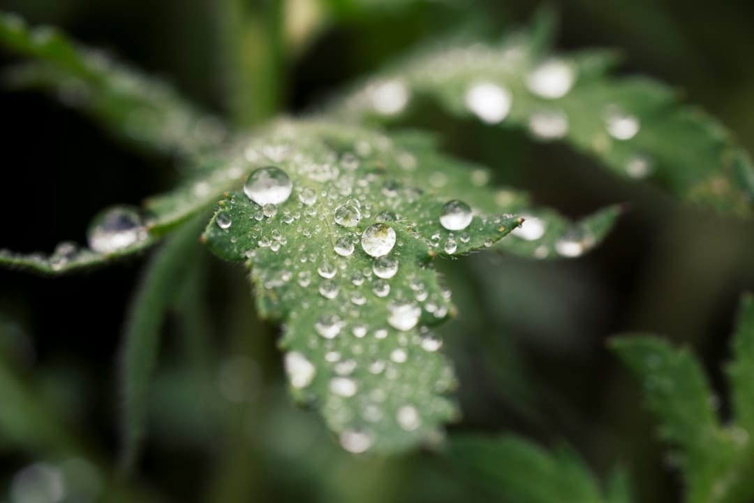 Cannabis plant close up showing where popcorn buds form on lower branches that receive less light