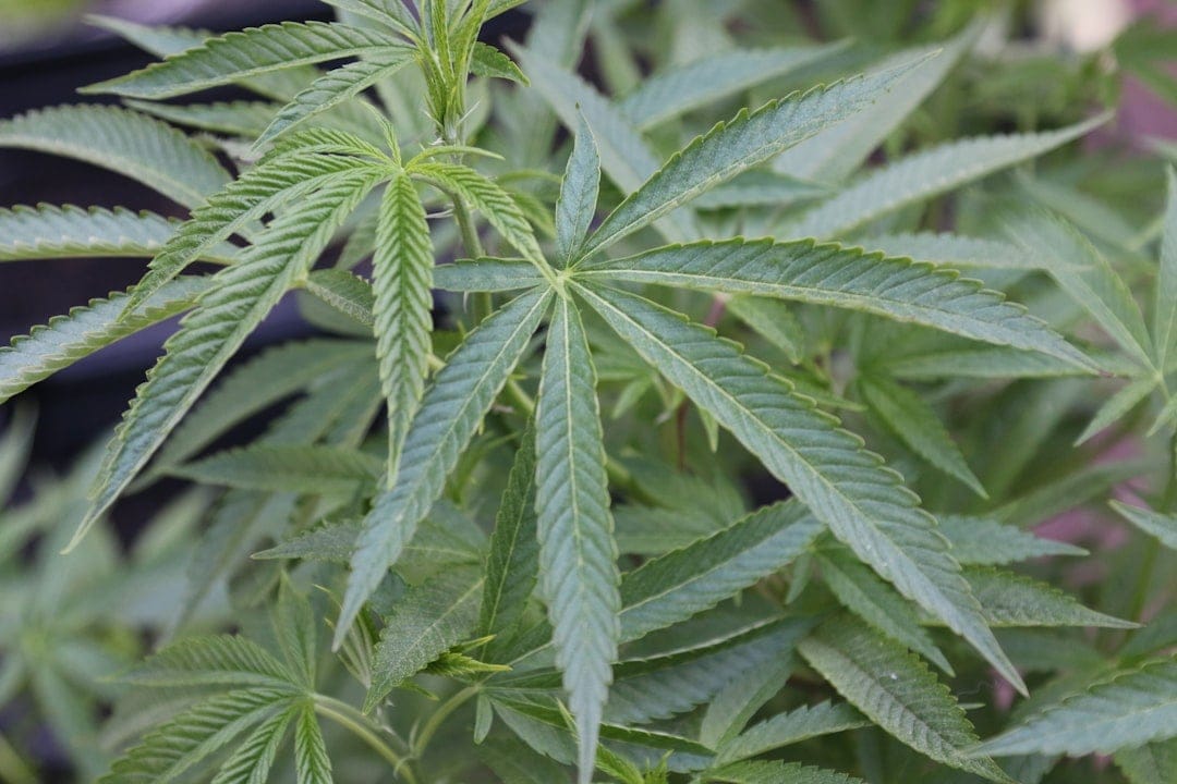 Cannabis sativa plant with narrow leaves growing tall in an outdoor field