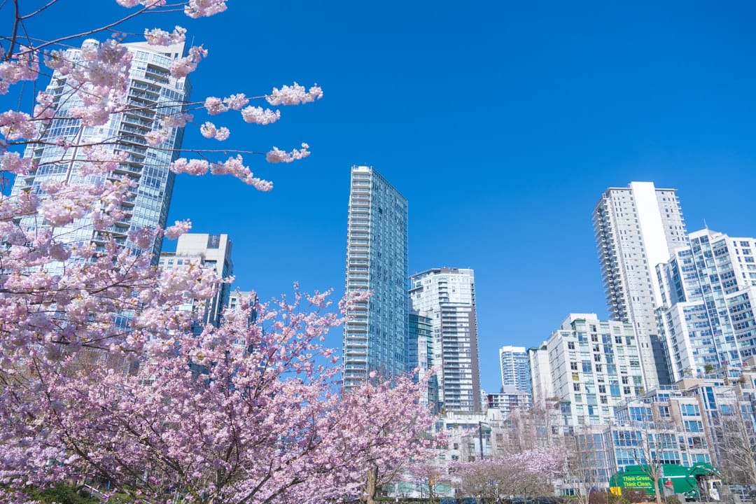 Cherry blossoms blooming in front of Vancouver buildings in spring
