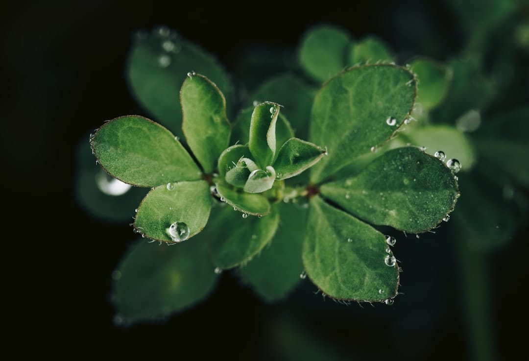 Green leaves with water droplets representing ideal humidity levels for cannabis storage