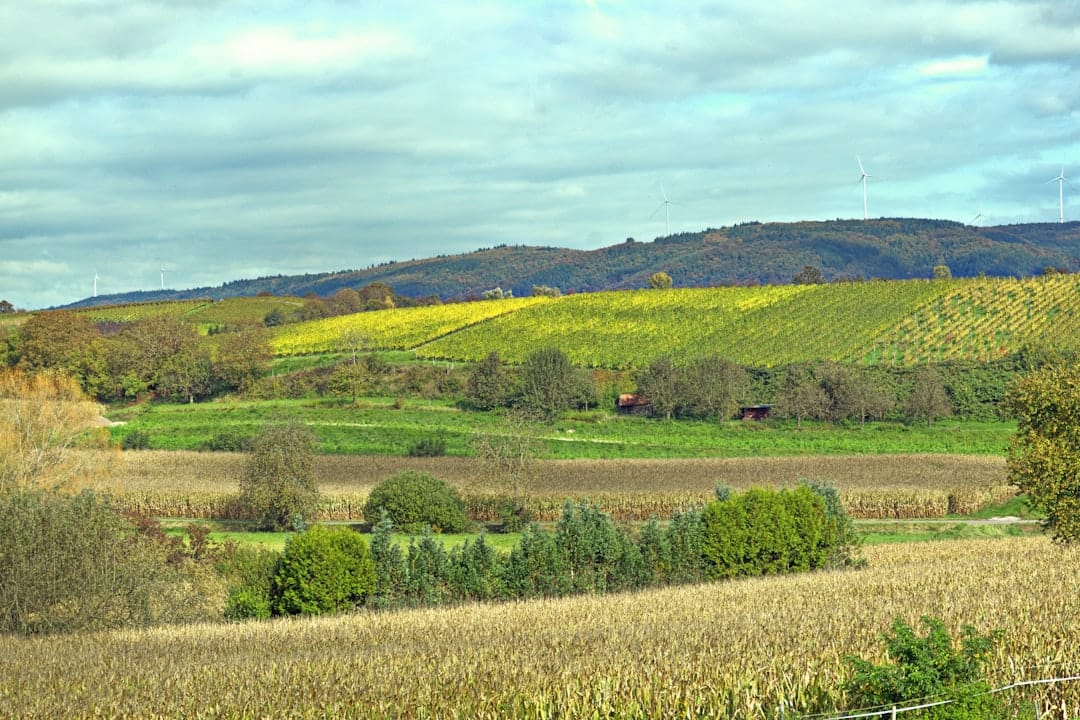 Rolling green hills and farmland landscape similar to the Annapolis Valley in Nova Scotia