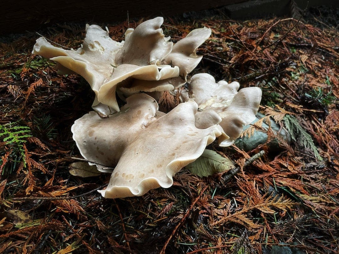 Wild mushrooms growing on a mossy forest floor surrounded by fallen leaves