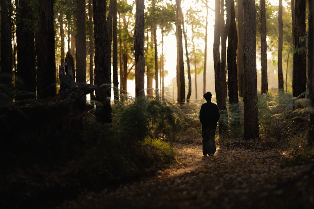 Person walking on a peaceful forest path at sunrise surrounded by trees