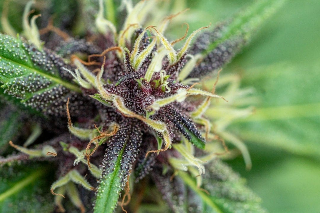 Close-up of cannabis flower bud with visible trichomes and resin glands