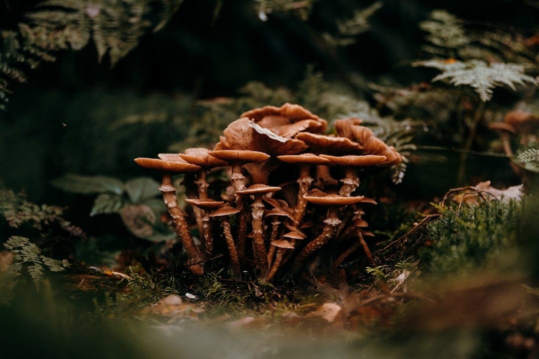 Mushrooms growing naturally on forest floor representing microdosing psilocybin