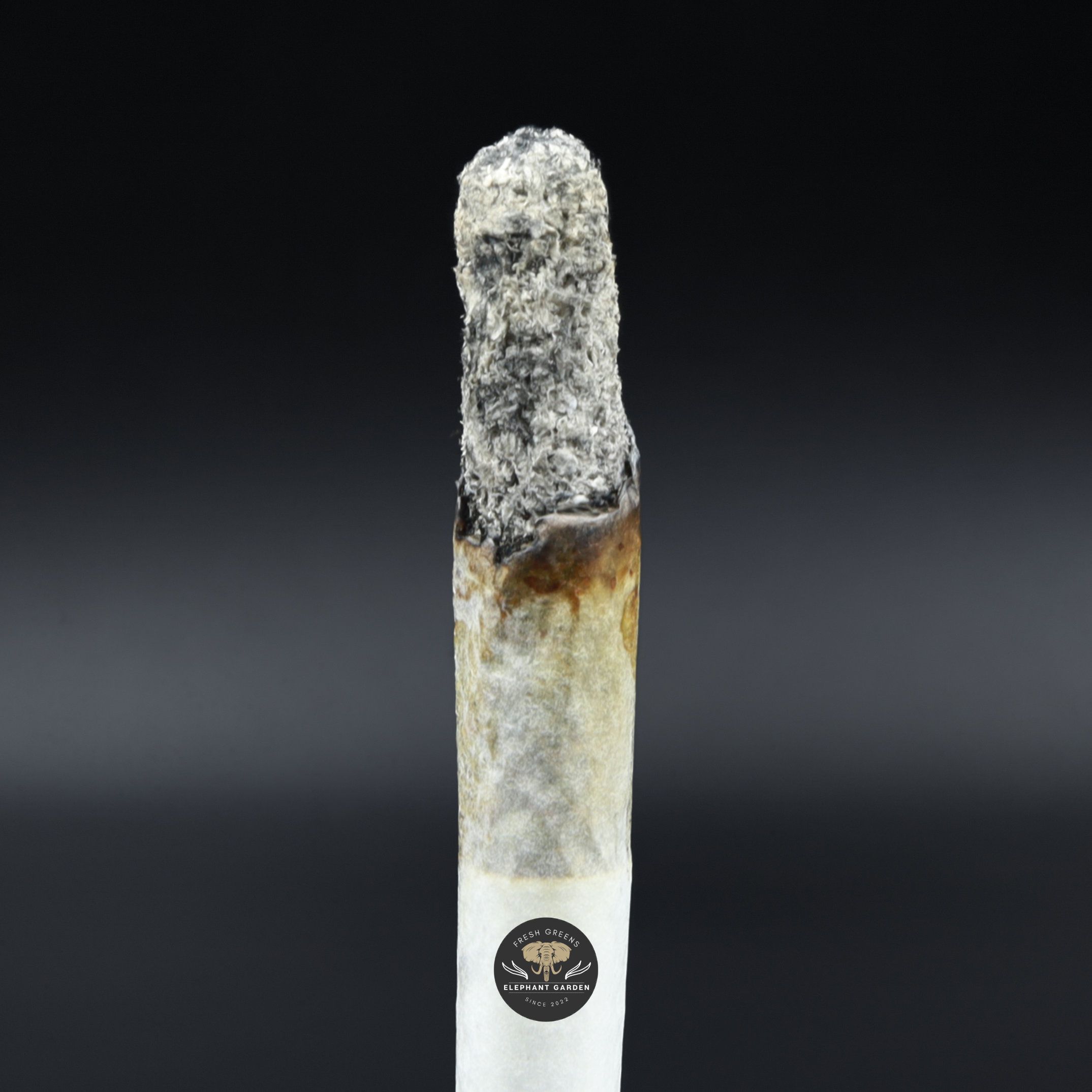 Black Biscotti burn elephant garden may 2026
