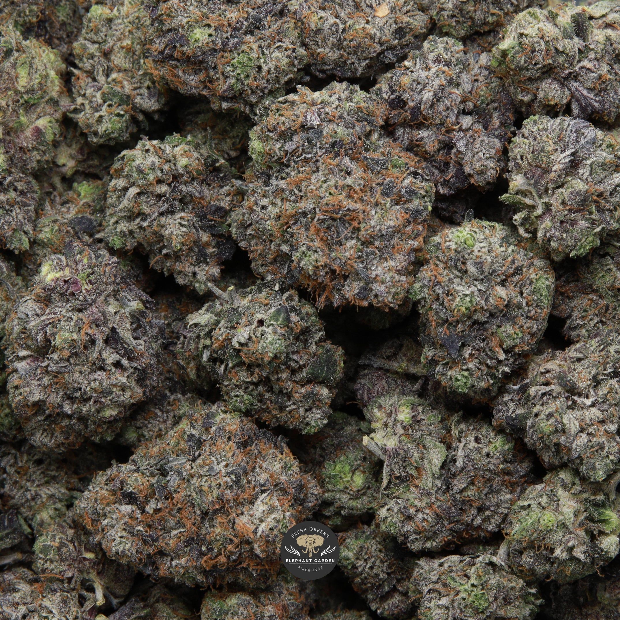 MKU gas multiple buds elephant garden may 2026