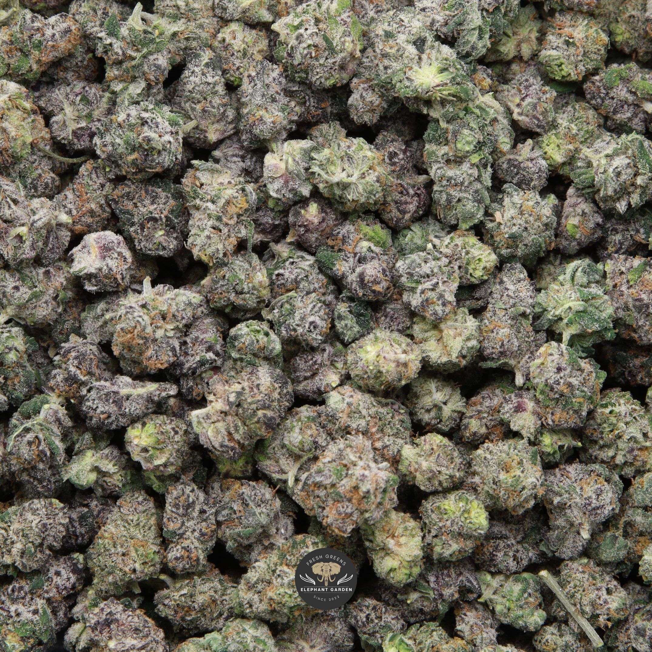 Sherblato Popcorn elephant garden may 2026