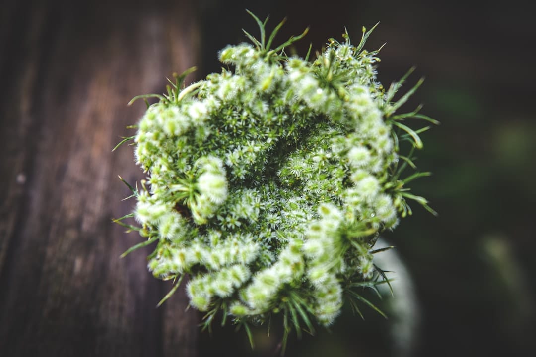 Close up of craft cannabis flower on a wooden surface