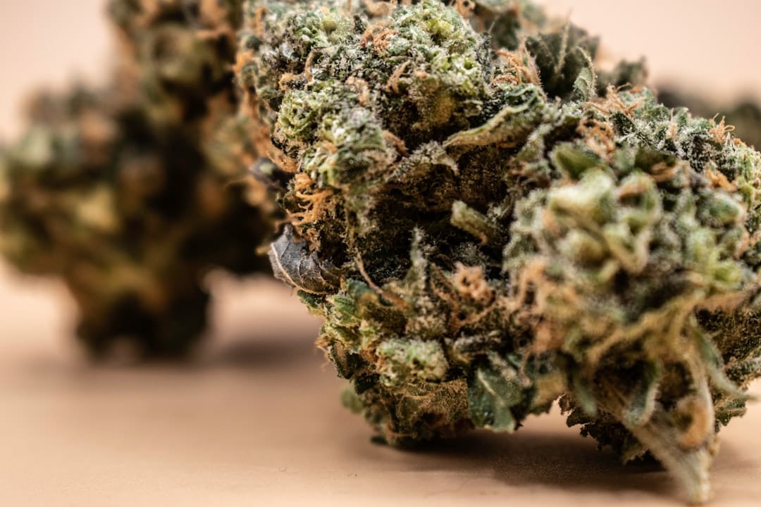 Close-up of a premium BC craft cannabis bud available for delivery to Saint John