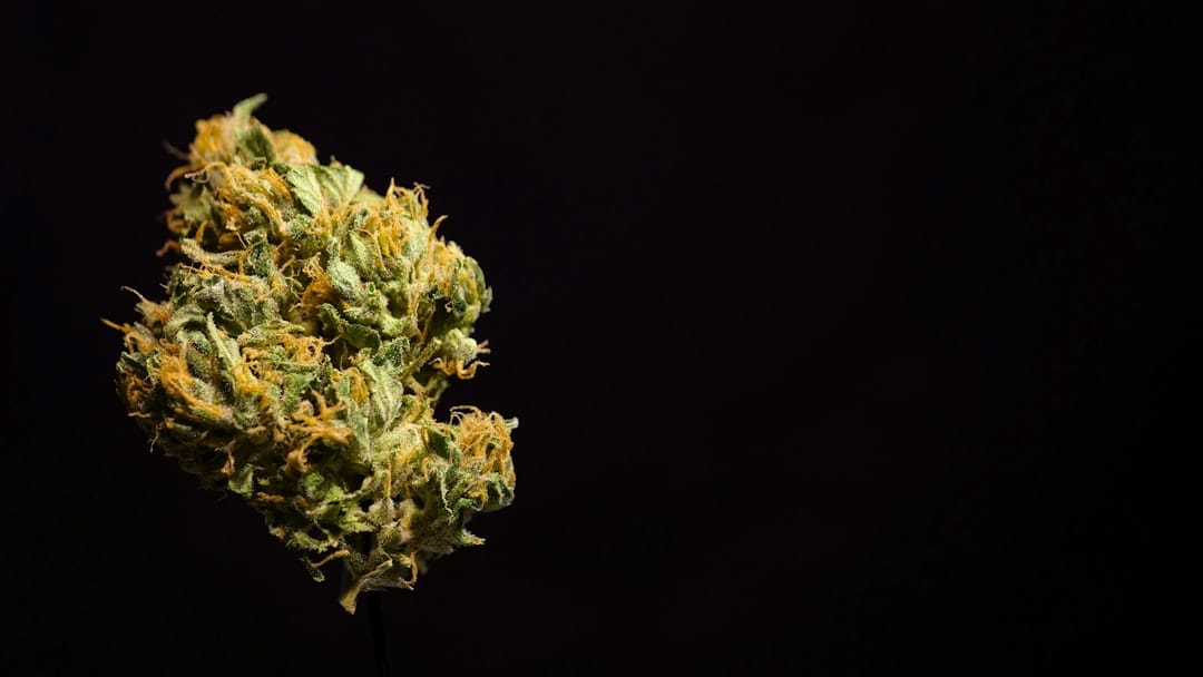 Fresh green craft cannabis flower nugs from a BC dispensary