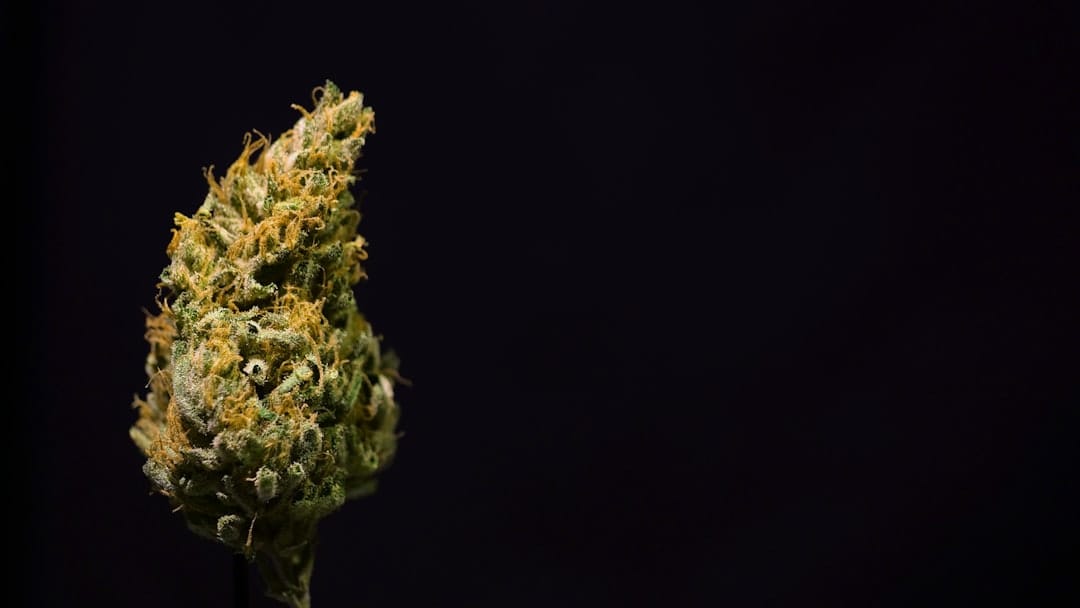 Close-up of premium BC craft cannabis flower delivered to Windsor, Nova Scotia