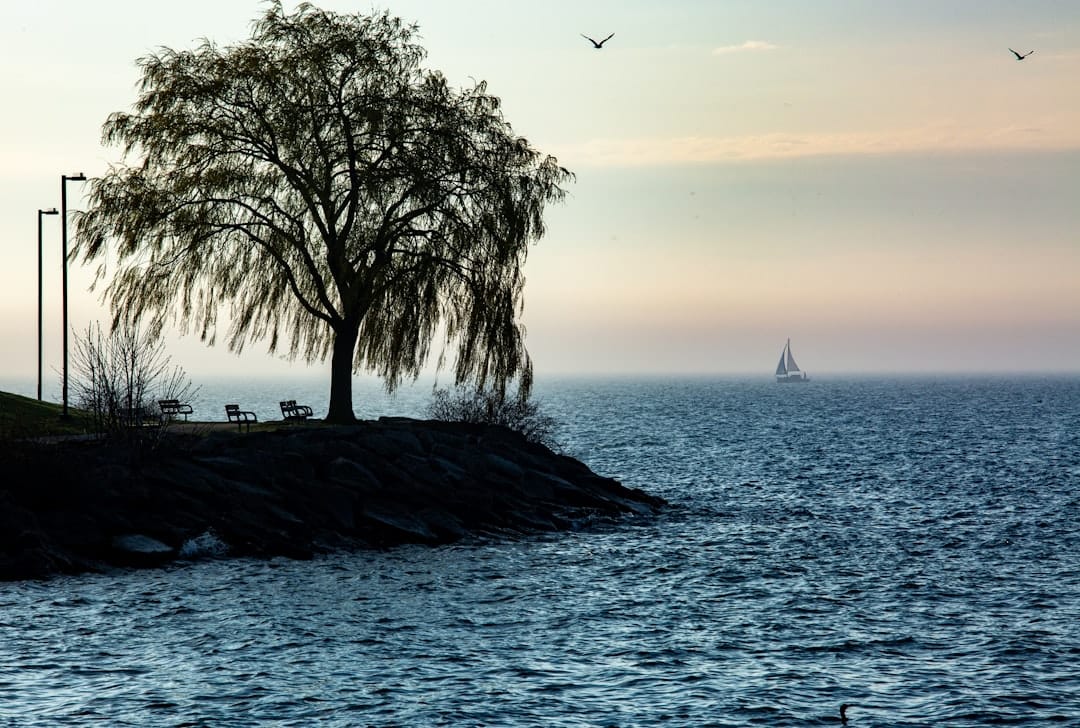Weeping willow tree on rocky Lake Ontario shoreline near Whitby waterfront